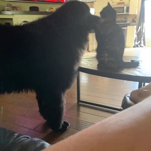 Meet your Posher, Joanne